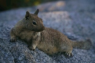岩石上的可爱小松鼠