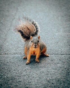 可爱松鼠蹲坐地面