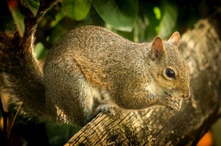 树枝上的可爱小松鼠