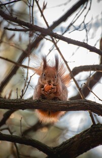 树枝间的可爱松鼠