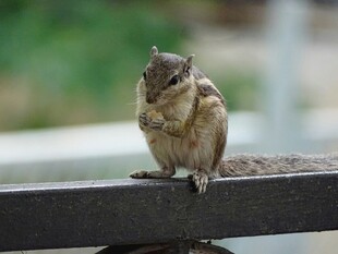 栏杆上的可爱小松鼠