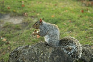 岩石上进食的可爱小松鼠