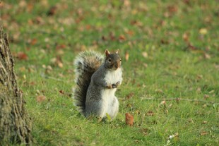 草地上站立的可爱松鼠
