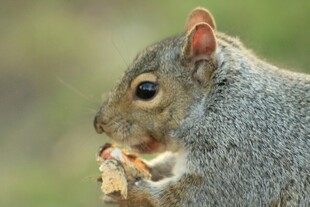 进食中的灰松鼠