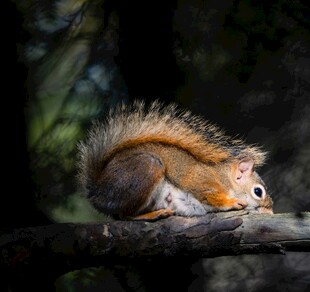 树枝上的蓬松松鼠