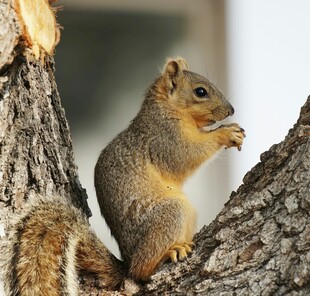 树上松鼠进食瞬间