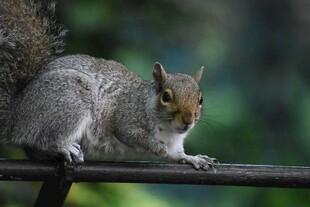 栏杆上的可爱小松鼠
