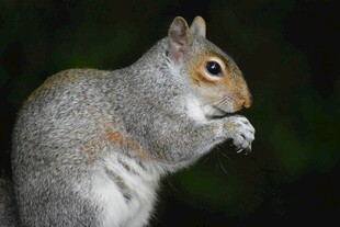 站立进食的灰松鼠