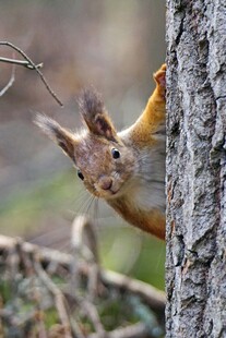 松鼠躲树后好奇张望