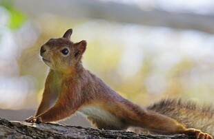 松鼠于枝头伸展身姿