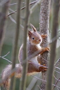 林间松鼠攀树瞬间