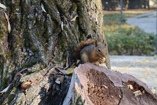 树干旁的可爱小松鼠
