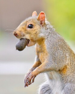 松鼠衔物站立瞬间