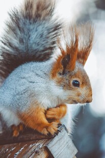 可爱松鼠栖息于木头上