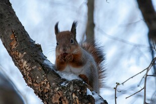 雪地树枝上的可爱松鼠
