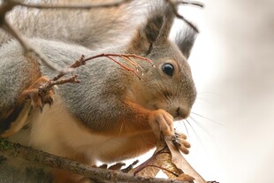 树枝上的可爱松鼠