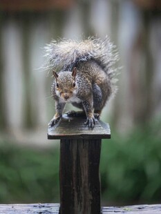 松鼠立于木桩上