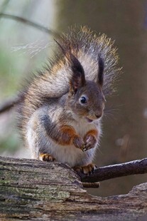 可爱松鼠坐枝头进食