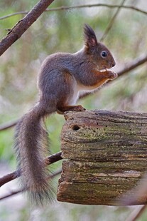 松鼠于木上进食