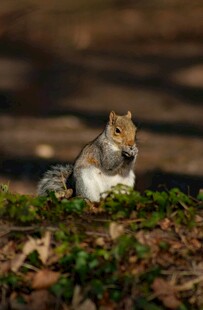 林间松鼠进食瞬间