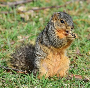 草地上进食的可爱松鼠