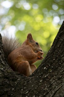 树杈上进食的可爱松鼠