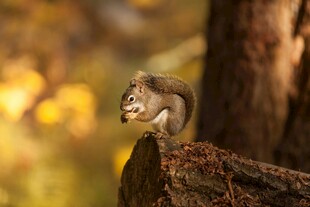 松鼠立于树桩专注进食