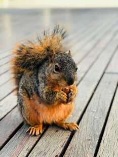 可爱松鼠坐木板进食