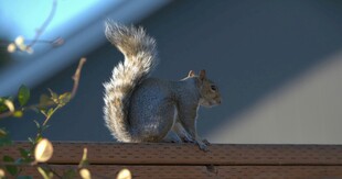 松鼠立于木上展蓬松尾巴