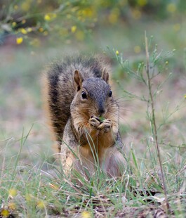 草地上进食的可爱松鼠