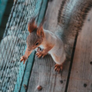 松鼠抓握围栏好奇张望