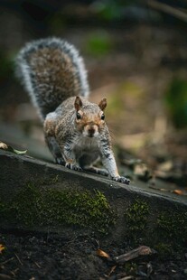 松鼠于户外专注前行