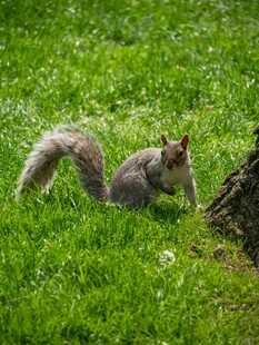 草地上的可爱松鼠