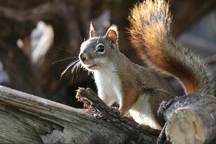 林间松鼠立于木枝