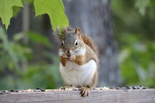 松鼠进食姿态可爱瞬间