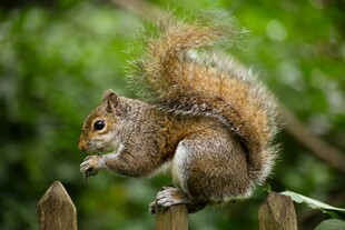 松鼠立于木栅栏上