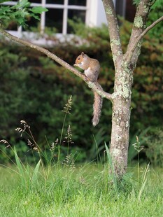 树枝上休憩的可爱小鸟