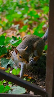 林间松鼠觅食瞬间