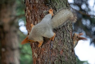 松鼠攀爬树干瞬间