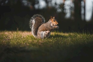 草地上的可爱松鼠
