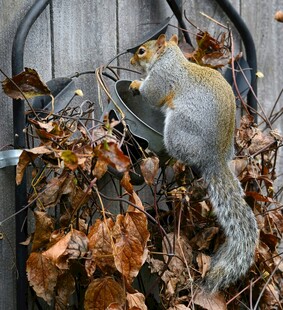 落叶中觅食的灰松鼠