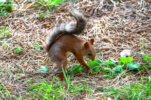 林间觅食的可爱小松鼠