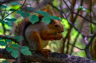 树枝上进食的可爱小松鼠