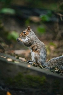 站立进食的可爱小松鼠