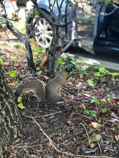 树下觅食的两只可爱松鼠