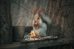 松鼠进食的温馨瞬间