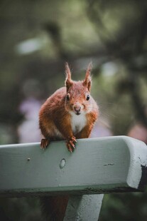 可爱松鼠趴坐于栏杆上