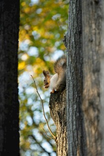树干上的可爱小松鼠