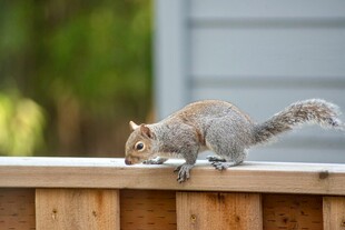木栏上觅食的可爱小松鼠