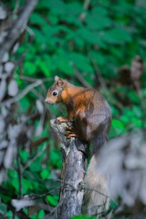 树枝上的可爱松鼠